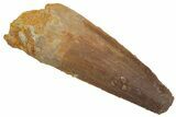 Fossil Spinosaurus Tooth - Real Dinosaur Tooth #220763-1